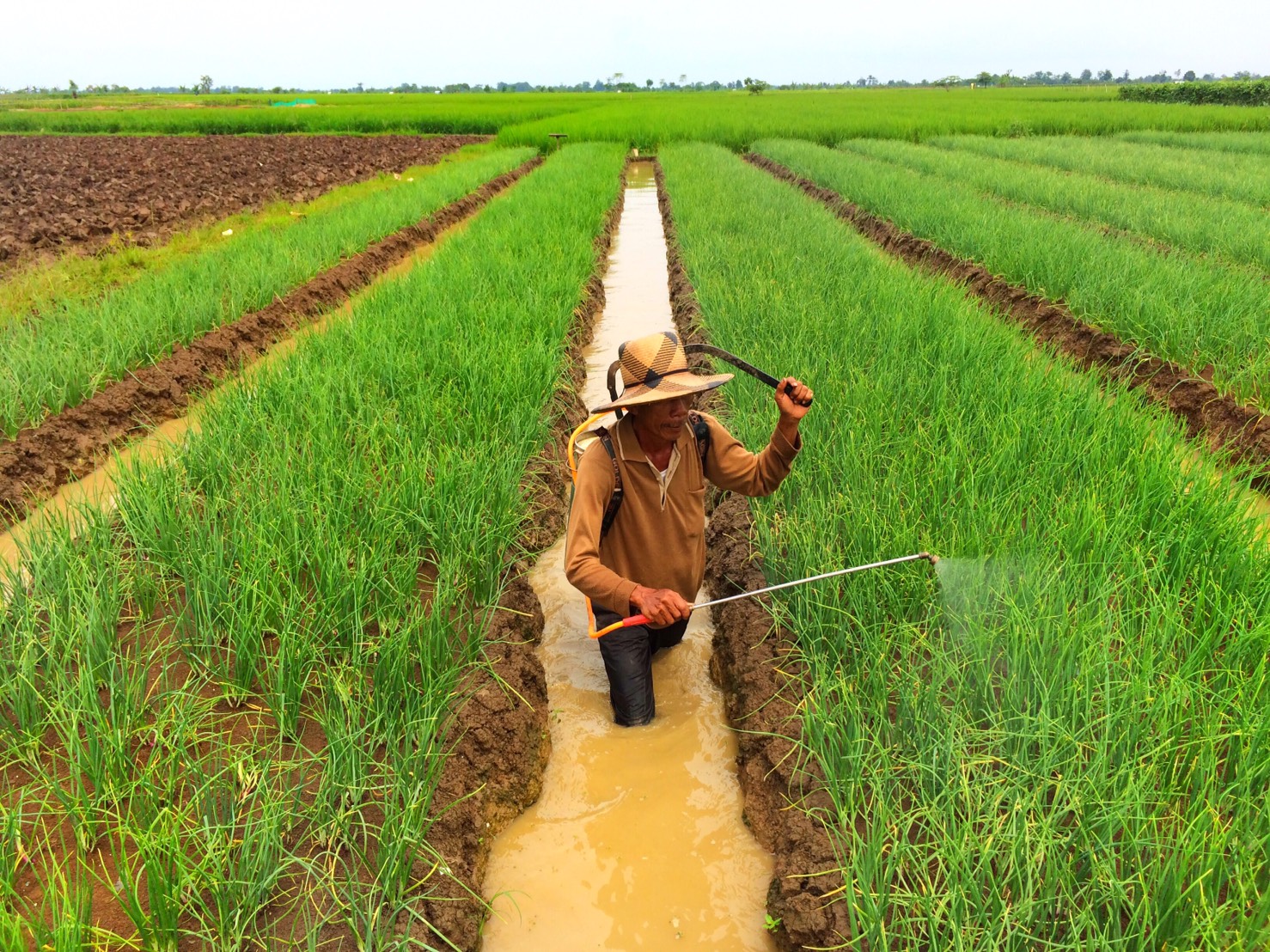 Budidaya Tanaman Pertanian